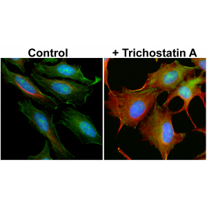 Immunocytochemistry of HeLa cells non-treated or treated with Trichostatin A (TSA), using anti-Acetyl- alpha-Tubulin (Lys40) rabbit monoclonal antibody (Clone RM318) at a 1:5000 dilution (red). Actin filaments have been labeled with fluorescein phalloidin (green), and nuclei with DAPI (blue).