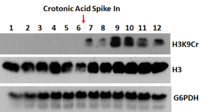 Western Blot using Anti-Histone H3K9cr Rabbit Monoclonal Antibody RM339 against H3K9cr[Crotonyl-Histone H3 (Lys9)]. Anti-Histone H3 and anti-G6PDH were used as controls. A crotonylation inducing metabolite was used to increase the H3K9cr signal.