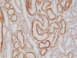 Immunohistochemical staining of formalin fixed and paraffin embedded human kidney tissue section using anti-p504s/AMACR rabbit monoclonal antibody (Clone RM349) at a 1:1000 dilution.