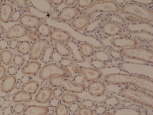 Immunohistochemical staining of formalin fixed and paraffin embedded human kidney tissue section using anti-p120 catenin rabbit monoclonal antibody (Clone RM353) at a 1:5000 dilution.
