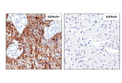 Sandwich ELISA, using RevMAb human IgG4 matched antibody pair, shows species reactivity to human only, and shows no cross-reactivity to monkey (Cyno or Rhesus), mouse IgG, rat IgG, or goat IgG.