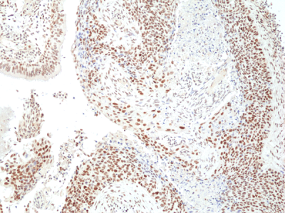 anti-HDAC3 (human), Rabbit Monoclonal (RM439)