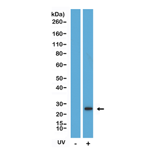 anti-Cleaved Caspase 8 (human), Rabbit Monoclonal (RM442)