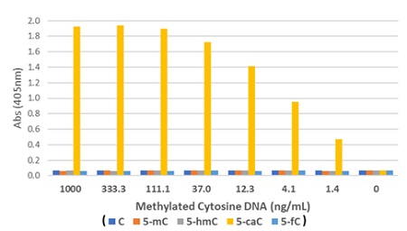 ELISA of DNA using anti-5-caC Rabbit Monoclonal Antibody, Clone RM462 (1 ug/mL). The plate was coated with different concentrations of linear ssDNA (426 bp) containing either normal cytosines (unmodified), 5-methylcytosines (5-mC), 5-hydroxymethylcytosines (5-hmC), 5-carboxylcytosines (5-caC), or 5-formylcytosines (5-fC).