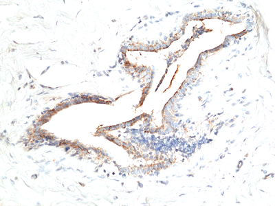 anti-Asprosin, Rabbit Monoclonal (RM463)