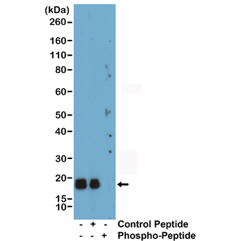 Western Blot of mouse heart tissue lysate, using Anti-Phospho-Myl2 (Ser19) rabbit monoclonal antibody (clone RM484) at a 1:1000 dilution. The phospho-specificity of RM484 was verified by peptide blocking using a control non-phosphopeptide or phosphopeptide targeting residue Ser19.