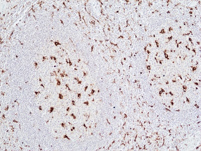 Immunohistochemical staining of formalin-fixed and paraffin-embedded human tonsil tissue sections using anti-CD68 rabbit monoclonal antibody (clone RM496) at a 1:500 dilution.