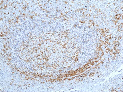 Immunohistochemical staining of formalin-fixed and paraffin-embedded
human tonsil tissue, using anti-CD27 Rabbit Monoclonal Antibody (RM501)
at 1:100 dilution.