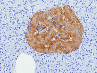 Immunohistochemical staining of formalin-fixed and paraffin-embedded human pancreas tissue sections using anti-SV2A Rabbit Monoclonal Antibody (Clne RM520) at 1:100 dilution, for 1hr at room temperature.