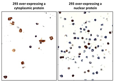Immunostaining of FFPE 293 cells overexpressing a cytoplasmic or nuclear protein, using anti-His-tag rabbit monoclonal antibody (clone RM146X) at 4ng/ml.