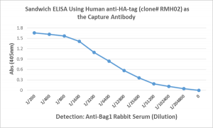 Sandwich ELISA performed on whole lysate of LNCaP cells overexpressing HA-tag Bag1 protein. ELISA plate was coated with 50uL/well of chimeric human anti-HA-Tag antibody Clone RMH02 (1ug/mL) as the capture antibody. Anti-Bag1 rabbit serum was used as the d