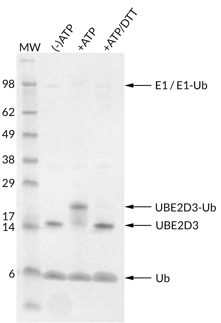 Thioester Activity Assay: UBE2D3 (UbcH5c) forms a thioester with Ub in an ATP-dependent manner and the bond can be reduced with addition of access DTT. Confirms the activity of UBE2D3.