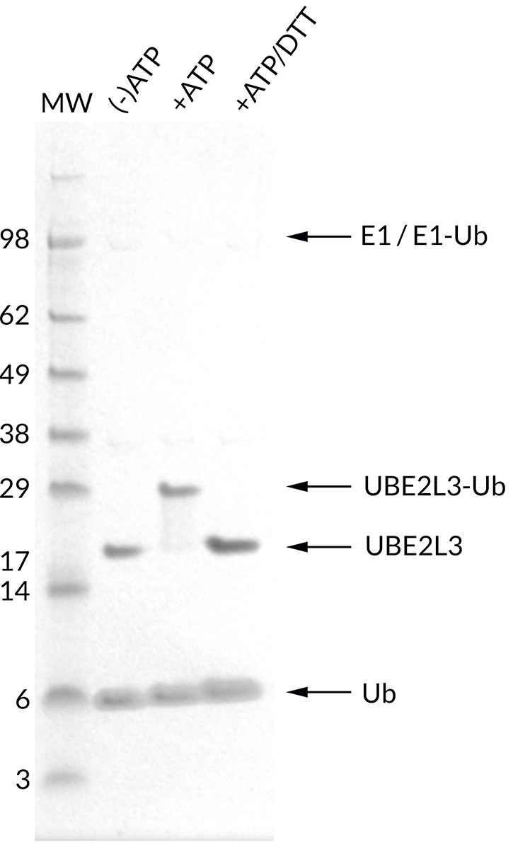Thioester Activity Assay: UBE2L3 (UbcH7) forms a thioester with Ub in an ATP-dependent manner and the bond can be reduced with addition of access DTT. Confirms the activity of UBE2L3.