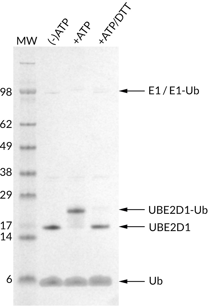 Thioester Activity Assay: UBE2D1 (UbcH5a) forms a thioester with Ub in an ATP-dependent manner and the bond can be reduced with addition of access DTT. Confirms the activity of UBE2D1.