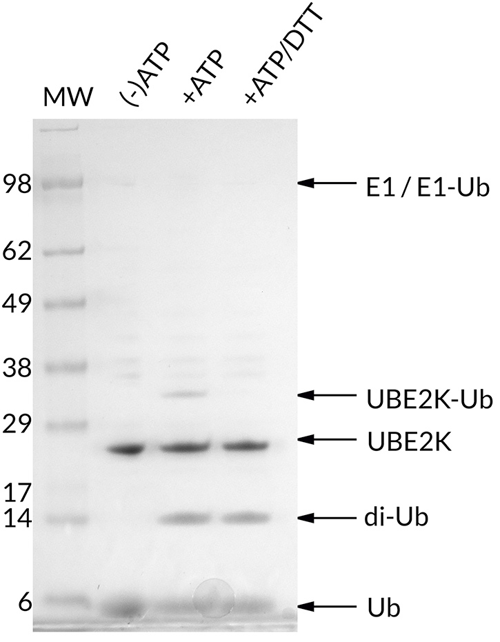 Thioester Activity Assay: UBE2K forms a thioester with Ub in an ATP-dependent manner and the bond can be reduced with addition of excess DTT. The thioester assay also shows di-ubiquitin formation with addition of ATP. This confirms the activity of
