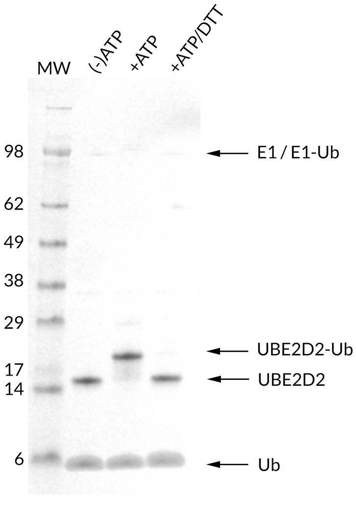 Thioester Activity Assay: UBE2D2 (UbcH5b) forms a thioester with UB in an ATP dependent manner and the bond can be reduced with addition of access DTT. Confirms the activity of UBE2D2.