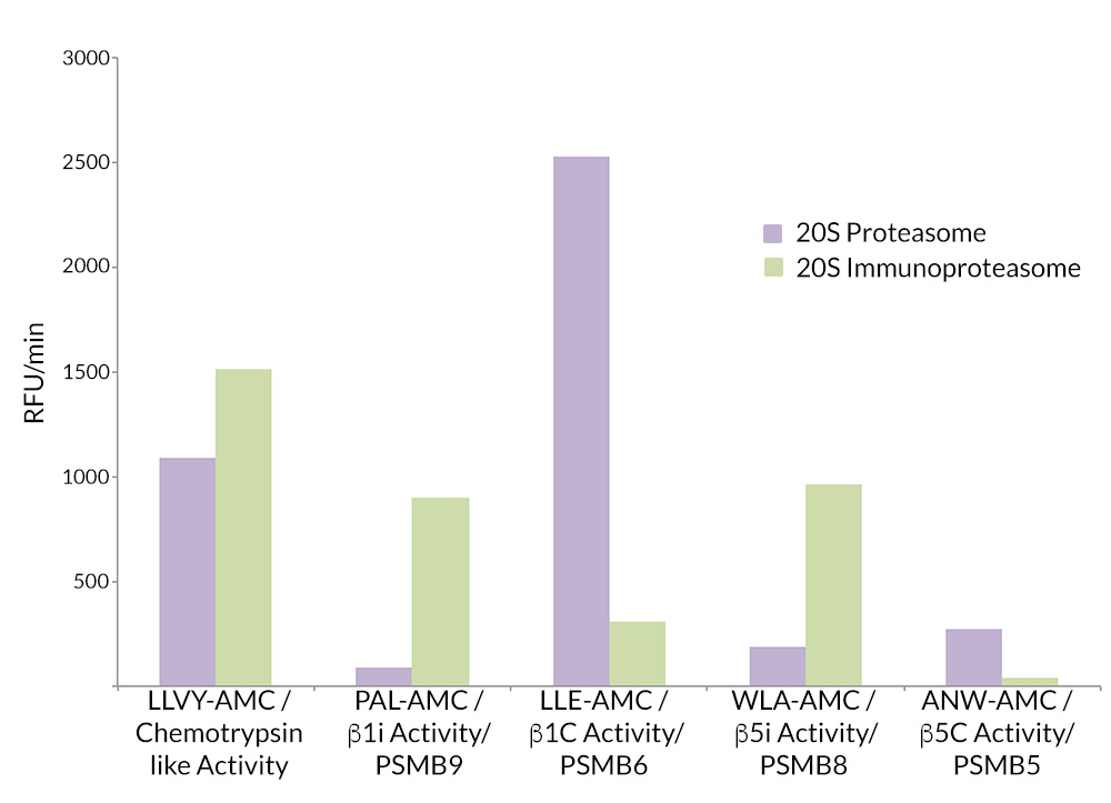 20S Immunoproteasome vs. 20S Constitutive Proteasome Activity: 20S Proteasome is most active against Suc-LLVY-AMC (SBB-PS0010), Ac-LLE-AMC (SBB-PS0006), and Ac-WLA-AMC (SBB-PS0008) substrates, representing physiologically relevant chymotrypsin-like, beta1c, and beta5c proteasome activity respectively.