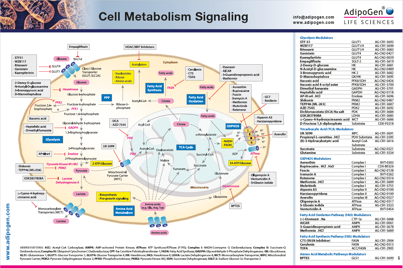 Cell Metabolism Signaling Wallchart 2024