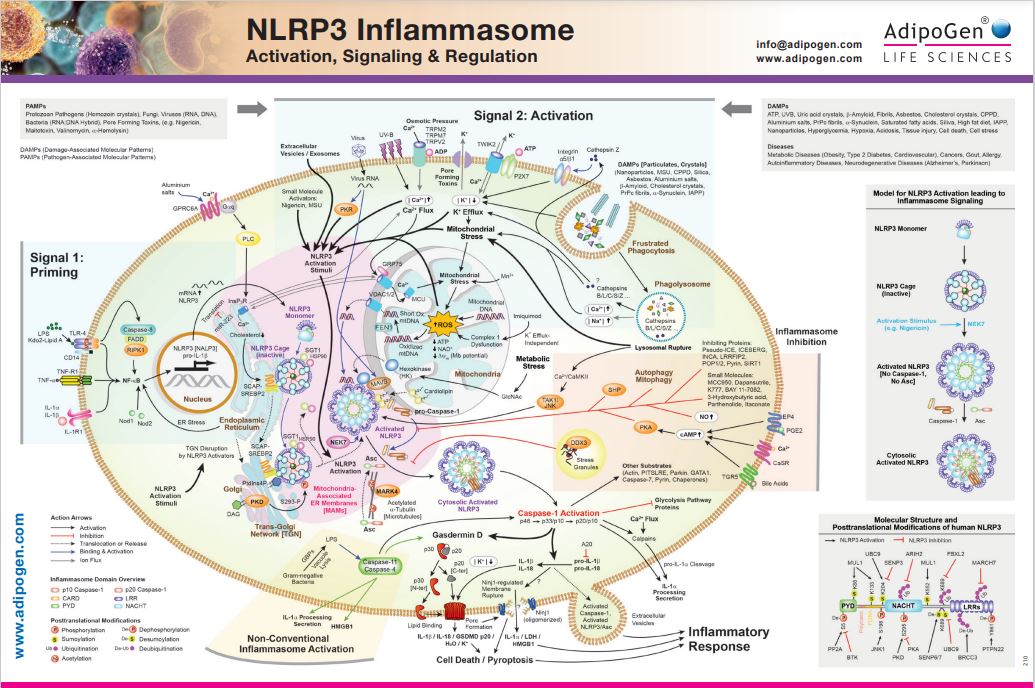 NLRP3 Inflammasome Wallchart 2022