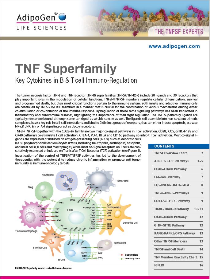 TNF Superfamily Brochure 2022