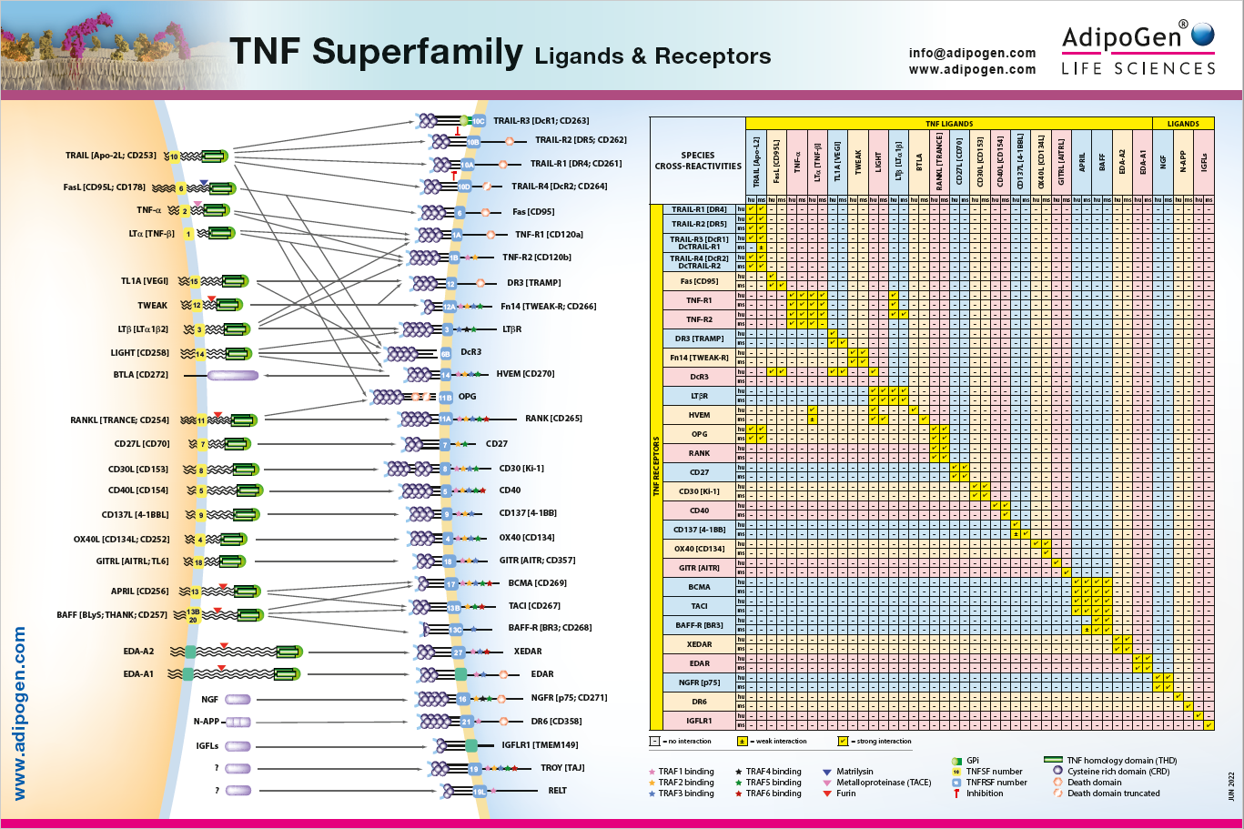 TNF Superfamily Chart