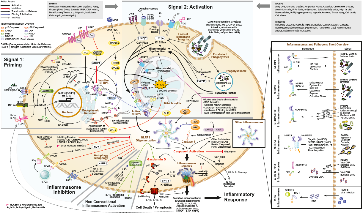 NLRP3 Inflammasomes Signaling