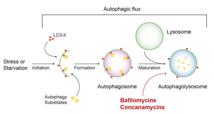 Bafilomycin A1 – Potent V-ATPase Inhibitor