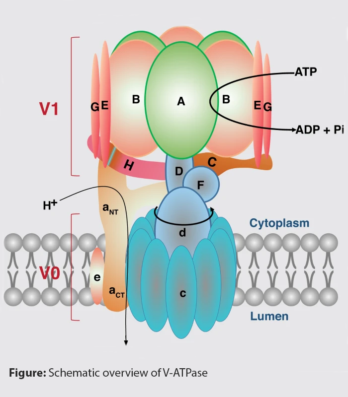 V-ATPase