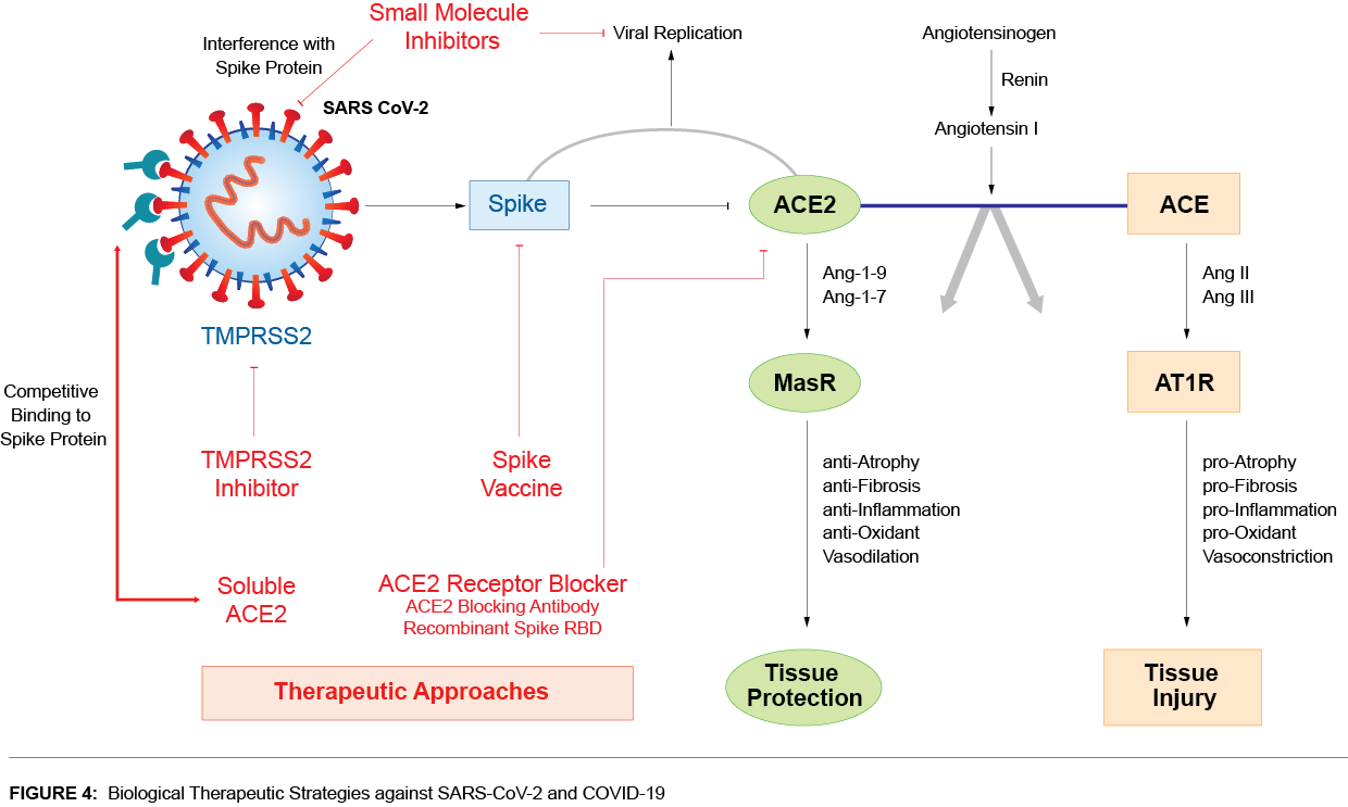 Understanding SARS-CoV-2-Mediated Inflammatory Responses: From Mechanisms  to Potential Therapeutic Tools