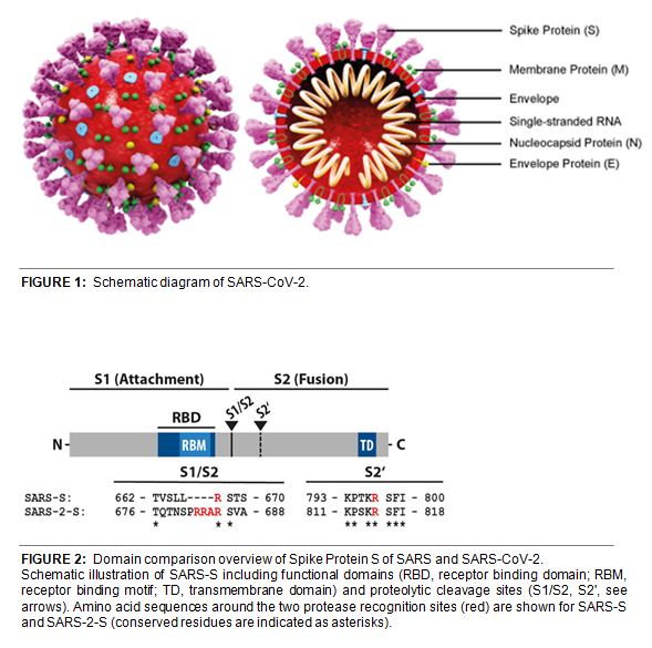 SARS-CoV-2 Structure