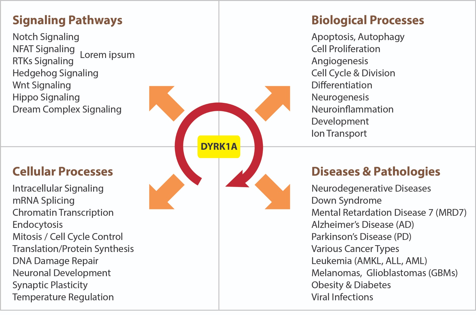 DYRK1A