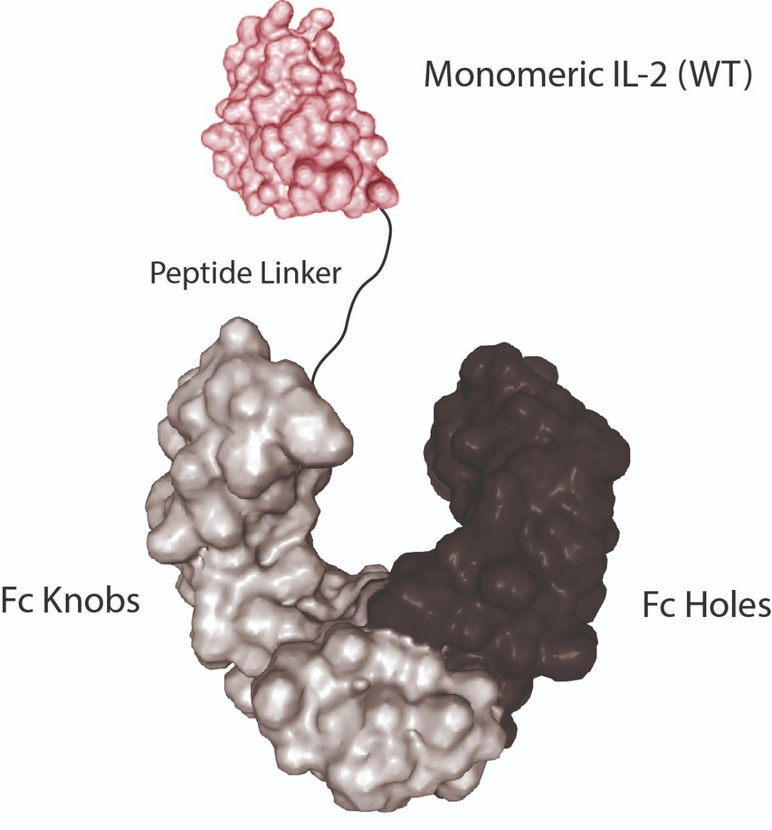 Monomeric Proteins