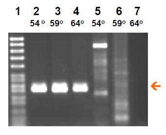 BioStab PCR Optimizer
