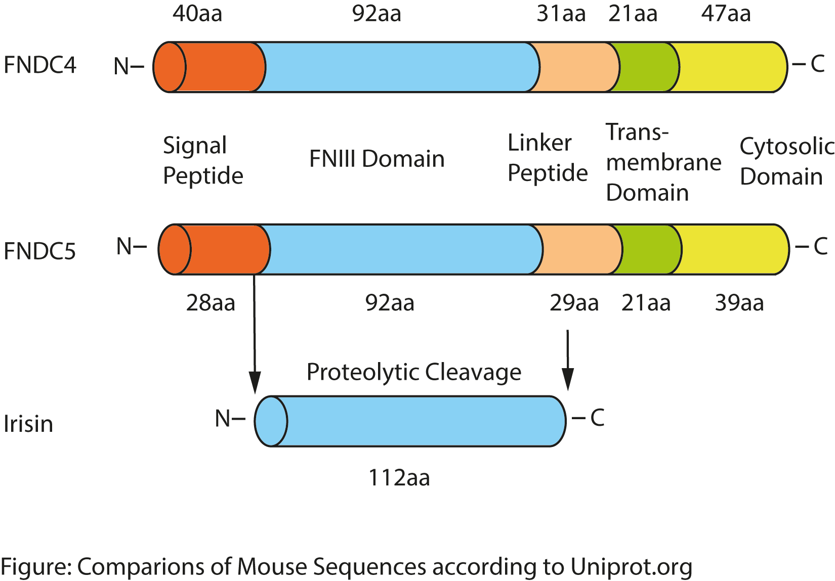 FNDC Protein Family (FNDC4, FNDC5, Irisin) from AdipoGen Life Sciences