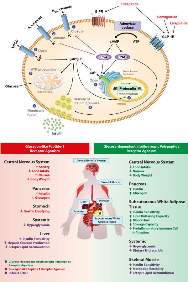 Targeting GLP-1 And GIP In Obesity And Type 2 Diabetes Research