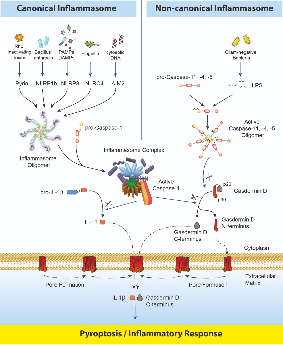 Gasdermin D Signaling