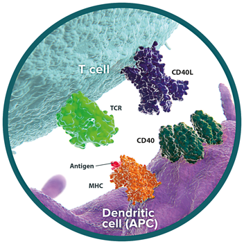 CD40 and CD40L Immune Checkpoints for Immuno-oncology Research from ...