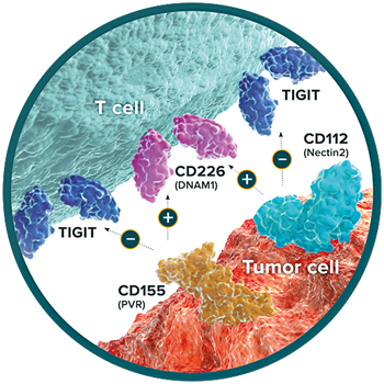 TIGIT, CD155, CD112 and CD226 Pathway