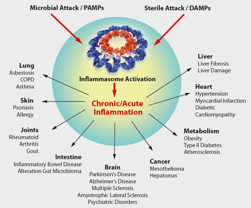Inflammasomes - Therapeutic Implications