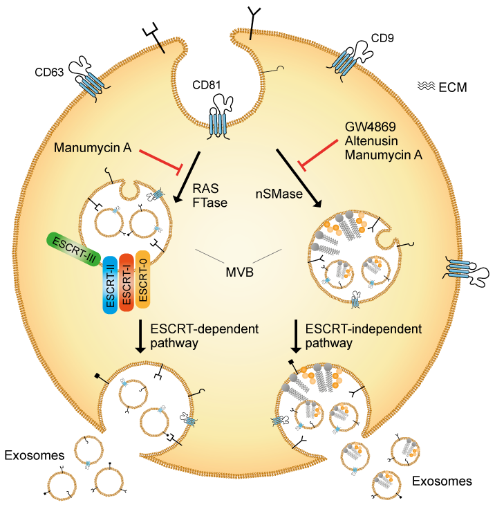 Exosomes and Manumycin A