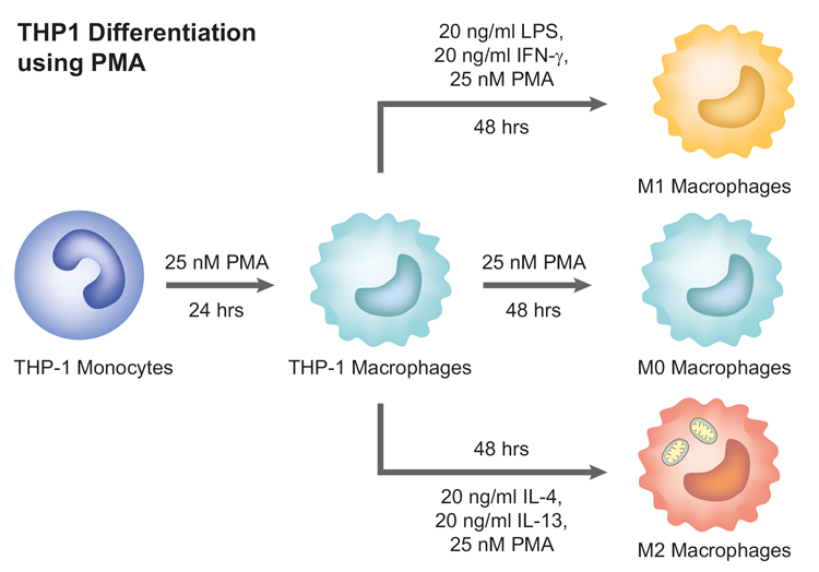 THP1 cell differentiation