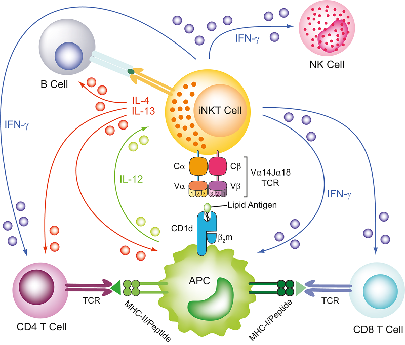 iNKT Cell Ligands