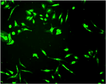 CytoFlamma Membrane Staining