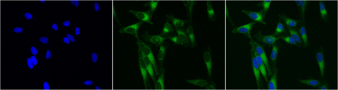 Mitoflamma Staining