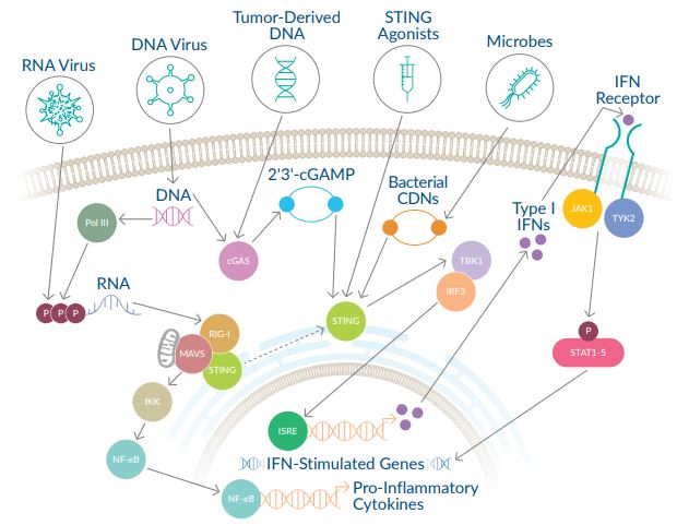 cGAS-cGAMP