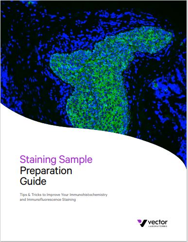 Staining Guide