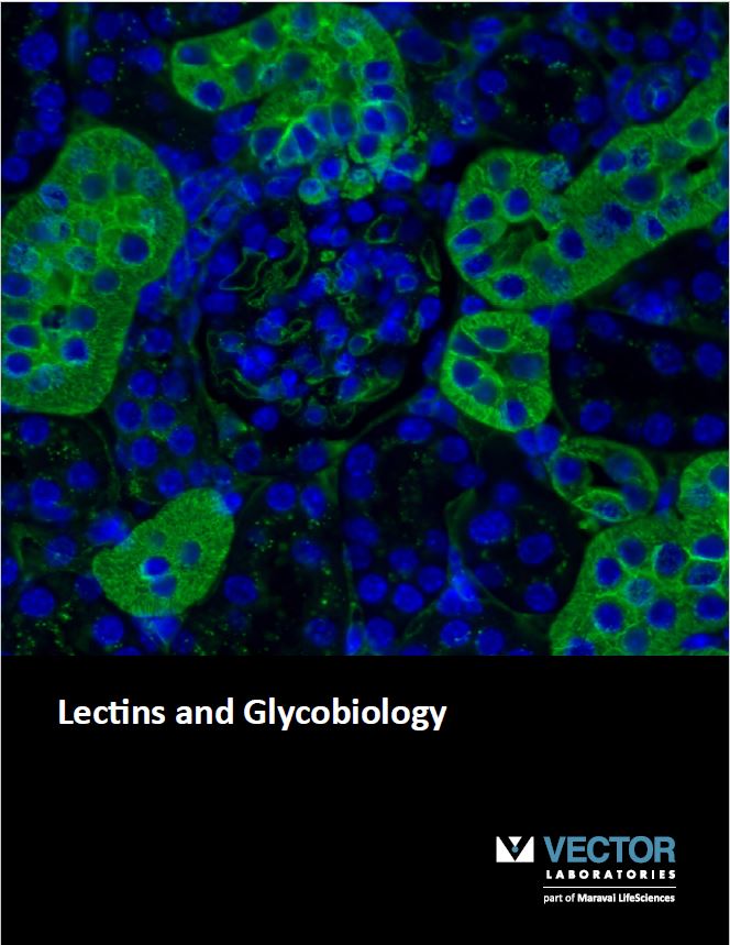 Lectin & Glycobiology Brochure 2018